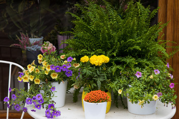 Fototapeta premium table with plants and flowers, florist