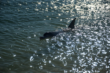 Delphine ganz nahe am Strand