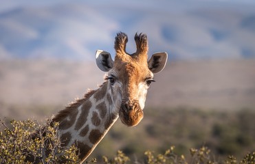 portrait of giraffe