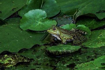 frog in pond
