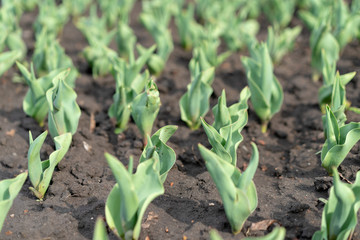 How to Grow Tulips. Early sprouts of tulips in a row in the park on a sunny day.