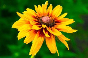  Yellow flower on a blurred green background. Close-up.