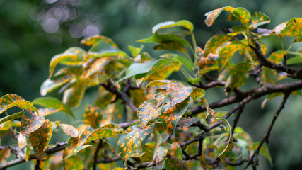 Pucciniales Rust on pear leaves. Dangerous disease that can destroy the entire garden