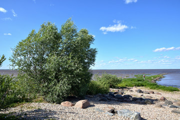 Summer landscape of a lake with a stony shore and a willow in the foreground with a blue cloudy sky. Lake Ilmen Novgorod region Korostyn village