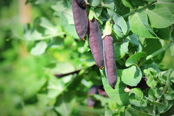 Seed pods of garden peas ,Pisum sativum. Purple Snow Peas. Fresh peas in purple pod hanging on branches in garden. Natural gardening background. Unusual violet vegetable.