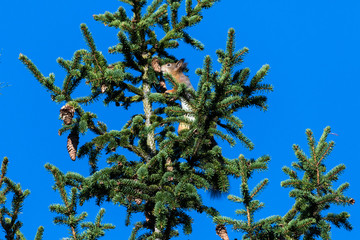 Squirrel in a tree, blue sky moring.