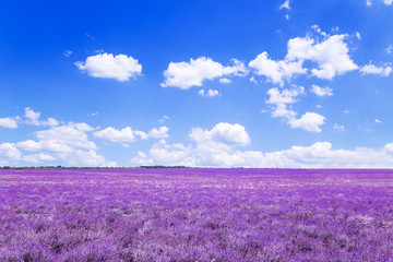 Fototapeta na wymiar Lavender field in the Crimea. Magnificent summer landscape.