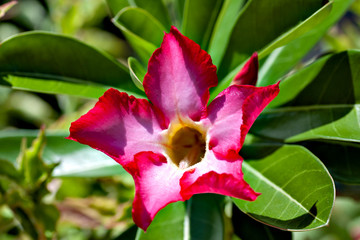 Desert rose in full bloom in the Philippines