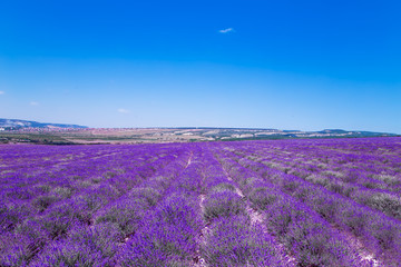 Naklejka na ściany i meble Lavender field in the Crimea. Magnificent summer landscape.