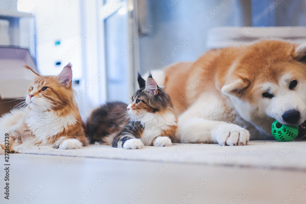 Wall mural two meinkun cat and akita inu dog, best friends, relaxing on the floor at home. relationship family 