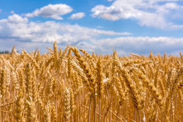 Field with ripe wheat. Wheat ears close-up