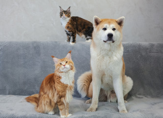 Dog Akaita Inu and two Maine Coon cat sitting on the couch, family portrait