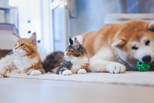 Two Meinkun Cat And Akita Inu Dog, Best Friends, Relaxing On The Floor At Home. Relationship Family Friendship Between Pets