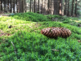 pine cones on grass