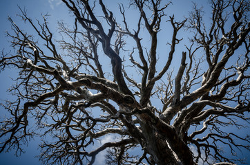 Majestic scary old dried tree landscape sky
