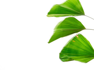 Tropical leaves, green palm leaves, white background