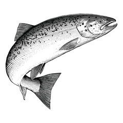 Leaping Atlantic Salmon isolated on white background