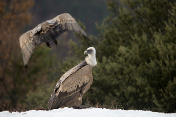 Griffon vulture in Ordesa