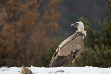 Griffon vulture in Ordesa