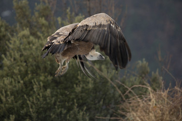 Griffon vulture in Ordesa
