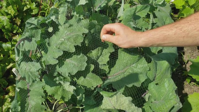 Home gardening - Close up of kohlrabi being check while growing in small garden bed under bird net to keep away butterflies.