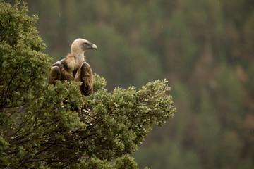 Griffon vulture in Ordesa
