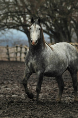Grey horse on the farm