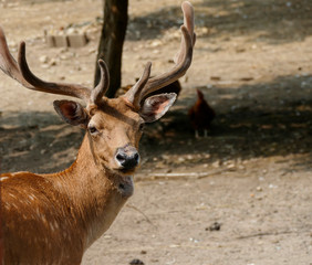 Portrait of a deer in the nature close detail