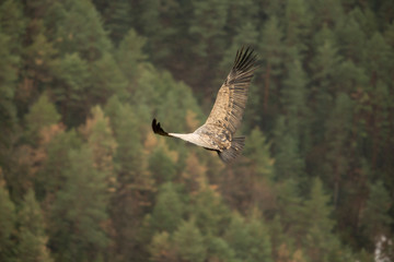 Griffon vulture in Ordesa