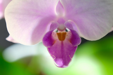 pink orchid flower closeup