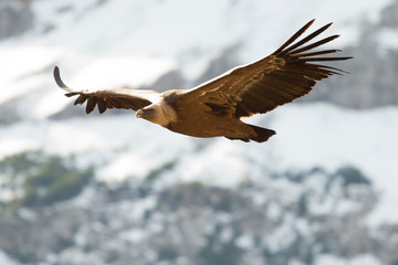 Griffon vulture in Ordesa