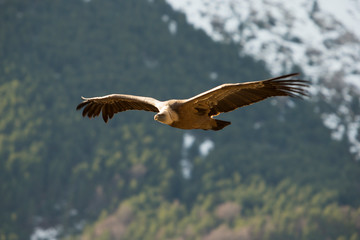 Griffon vulture in Ordesa
