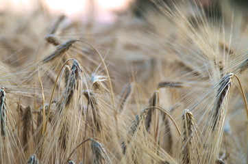 Gerste auf dem Feld