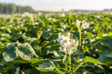White and yellow potato blossoms from close