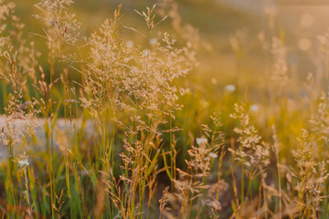 grass and wildflowers at sunset in the field
