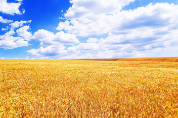 Naklejka premium Wheat field in Crimea. Summer day