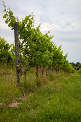 Sunset in a British vineyard