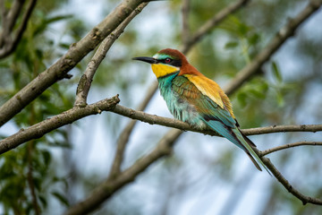 Obraz premium Beautiful nature scene with European bee-eater (Merops apiaster). Wildlife shot of European bee-eater (Merops apiaster) on branch. European bee-eater (Merops apiaster) in the nature habitat.