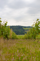 Sunset in a British vineyard