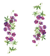 Arrangement of wild flowers of pink geranium