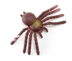 Huge hairy spider isolated on white background. Top view