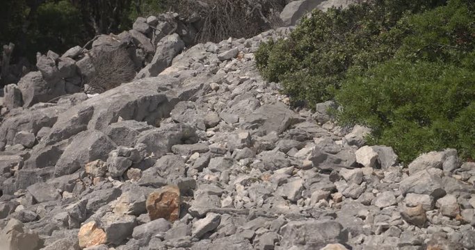 Karst and macchia
