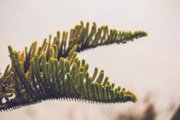Nepal, Kathmandu, Himalaya