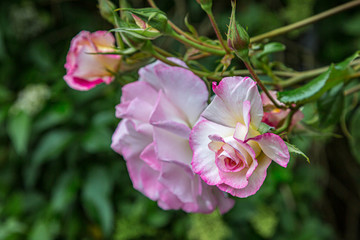 Obraz premium Pink roses in the summer sunshine, with a shallow depth of field