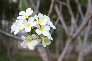 Closeup of yellow white plumeria flowers on the tree in the garden