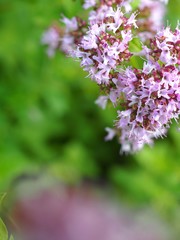 オレガノの花