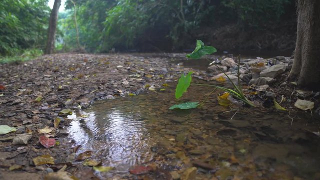clear water stream or river with tree and stone in green jungle or nature forest for holiday relax and travel vacation trip with trekking and adventure hiking at Ban Krang Camp in national park 4K