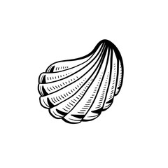 Angular murex seashell hand drawn illustration. Seashore conch, mollusk monochrome sketch. Freehand outline clam shell engraving. Conchology isolated design element. Realistic ink pen drawing