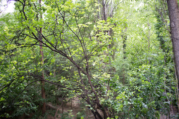 Green environment forest