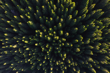 Aerial view above the green pine forest, at sunrise